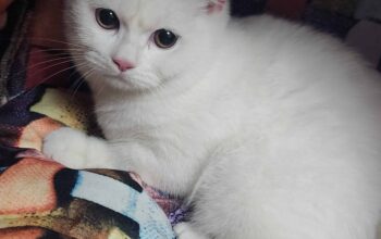 Kayıp Kedi Pamuk