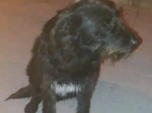 Kayıp Köpek Gece