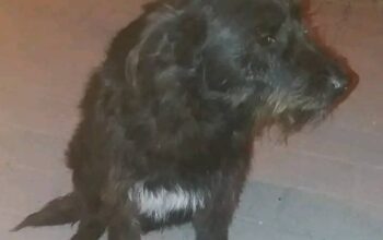 Kayıp Köpek Gece