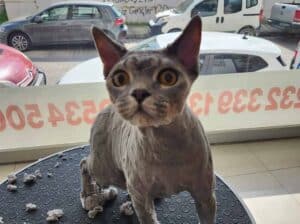 Kayıp Kedi