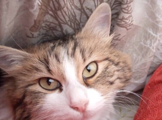 Kayıp Kedi