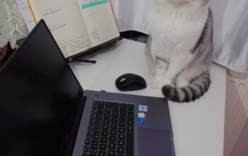 Kayıp Kedi Pamuk