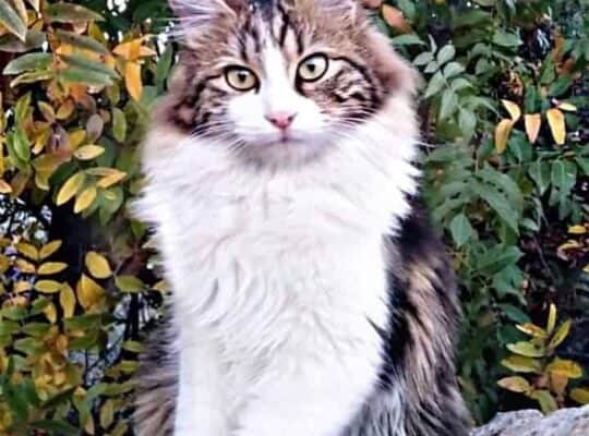 Kayıp Kedi