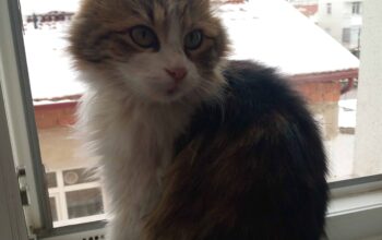 Kayıp Kedi
