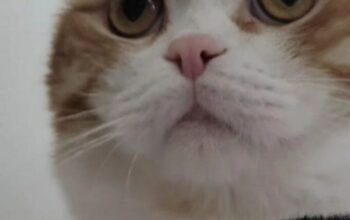 Kayıp Kedi Balım