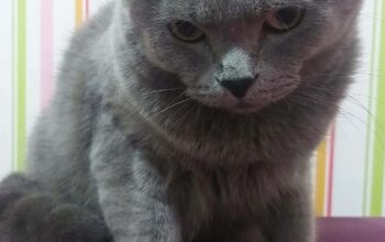 Kayıp British Kedi