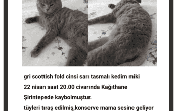 Kayıp Scottish Kedi Miki