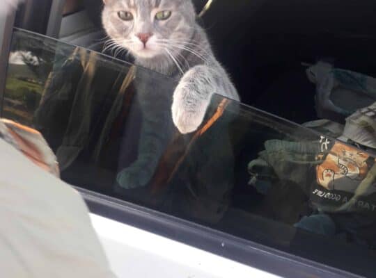 Kayıp Kedi Karabiber