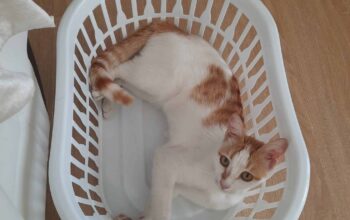 Kayıp Kedi Pamuk