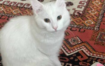 Kayıp Kedi Pamuk