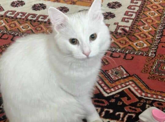 Kayıp Kedi Pamuk