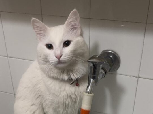 Kayıp Kedi Pamuk