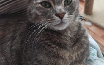Kayıp Kedi Karabiber