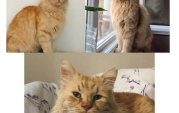 Kayıp Kedi Tomruk