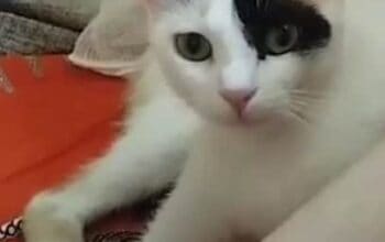 Kayıp Kedi Pamuk