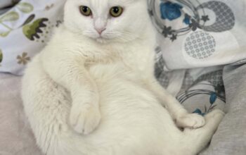 Kayıp Kedi Ares