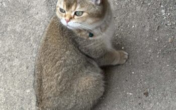 Kayıp Kedi