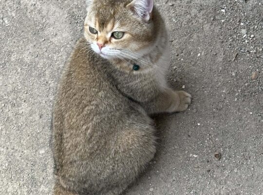 Kayıp Kedi