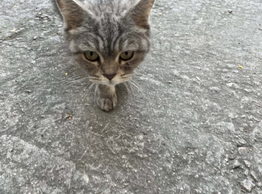 Bulunan Kedi