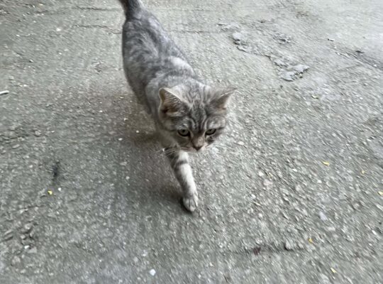 Bulunan Kedi