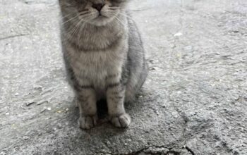 Bulunan Kedi