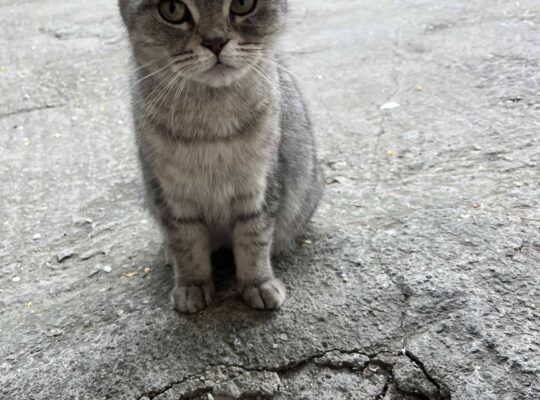 Bulunan Kedi