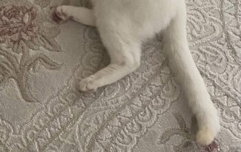 Kayıp Kedi Badem