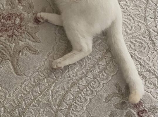 Kayıp Kedi Badem
