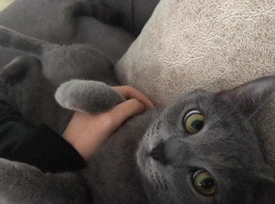 Kayıp Kedi