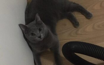 Kayıp Kedi