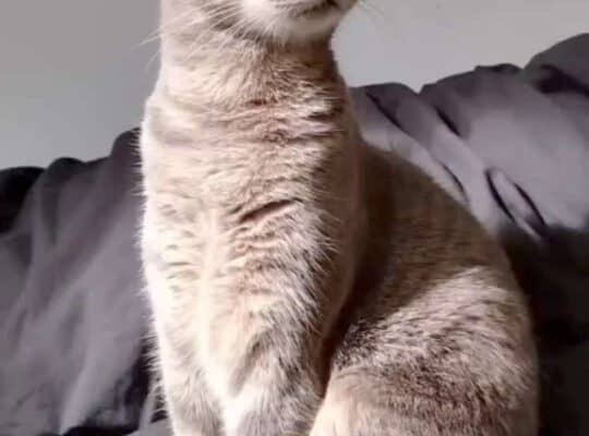 Kayıp Kedi