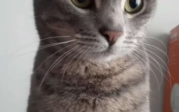 Kayıp Kedi
