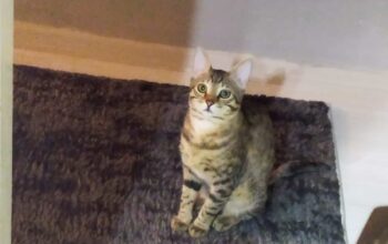 Kayıp Kedi Sütlaç