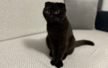 Kayıp Scottish Fold Kedi Zeytin