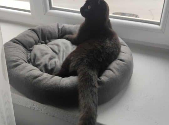 Kayıp Scottish Fold Kedi Zeytin
