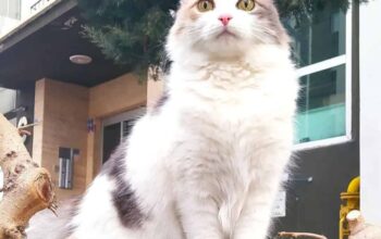 Kayıp Kedi Pamuk