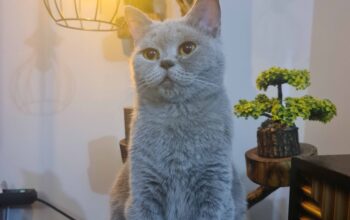 Kayıp British Shorthair ve Scottish Fold