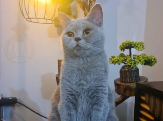 Kayıp British Shorthair ve Scottish Fold