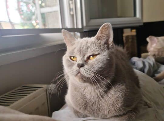 Kayıp British Shorthair ve Scottish Fold