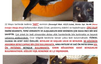 Kayıp Kedi Asit