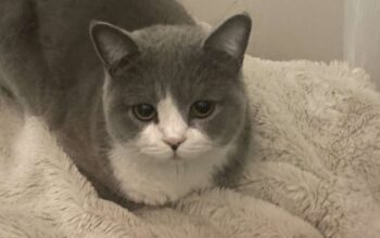 Kayıp Kedi Behlül