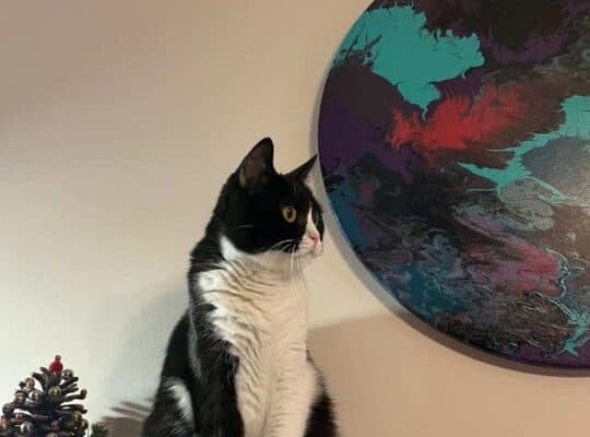 Kayıp Kedi