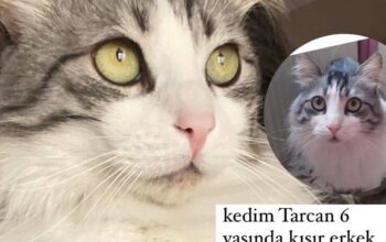 Kayıp Kedi Tarcan