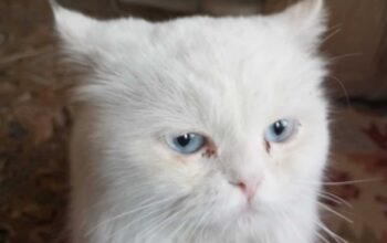 Bulunan Kedi