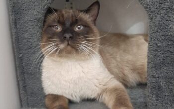 Kayıp Siyam Kedisi Turta