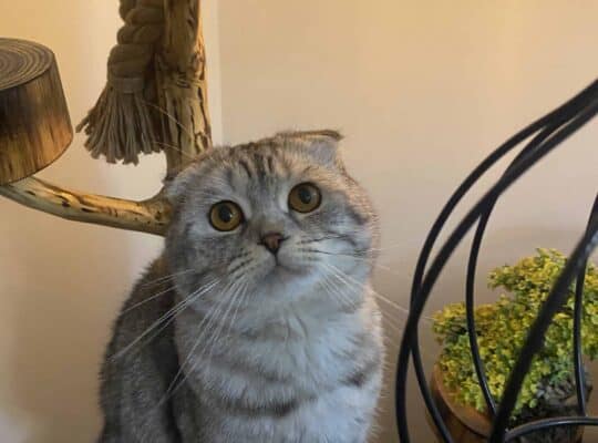 Kayıp British Shorthair ve Scottish Fold