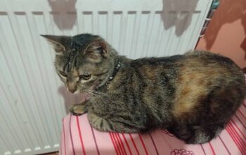 Bulunan Kedi
