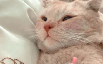 Kayıp Scottish Fold Kedi