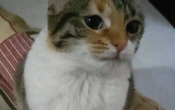 Kayıp kedi Boni