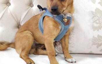 Bulunan Köpek